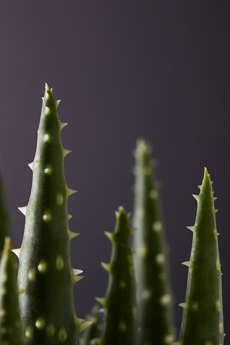 Succulent2